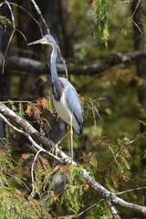 Tricolored Heron