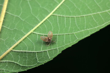Moths on leaves in nature, North China Plain