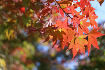 紅葉 枯れ葉 オレンジ 夕暮れ もみじ 秋