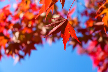 紅葉 もみじ 和風 青空 赤い 和風