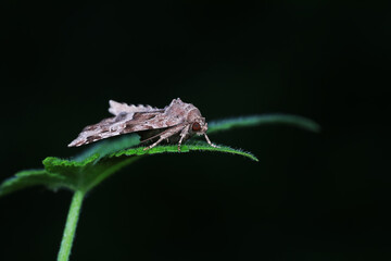 Moths on leaves in nature, North China Plain