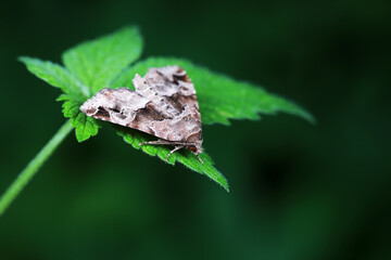 Moths on leaves in nature, North China Plain