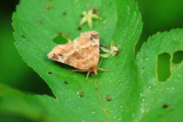 Moths inhabit plants in a natural state, North China Plain