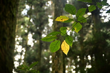 Focus on the leaves against the blurred background.