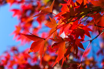 赤い 紅葉 もみじ 紅葉 和風 青空 美しい
