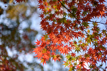秋の紅葉