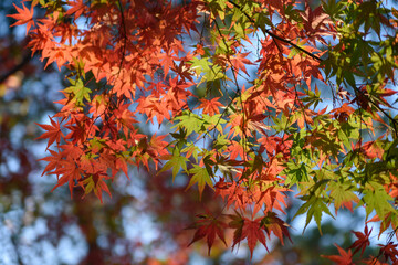 秋の紅葉