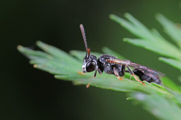 Bees on wild plants, North China