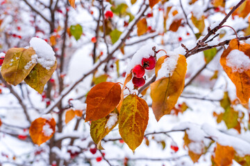 Small apples on a wild apple-tree (Crab Apple) covered with snow