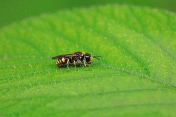 Bees on wild plants, North China