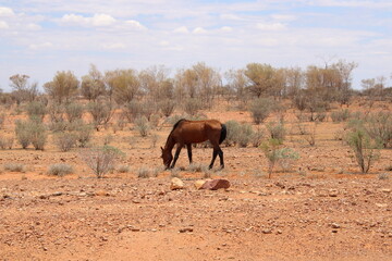 Fototapeta na wymiar wild horse outback