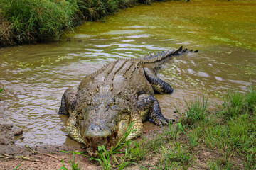 Crocodile in Northern territory Australia