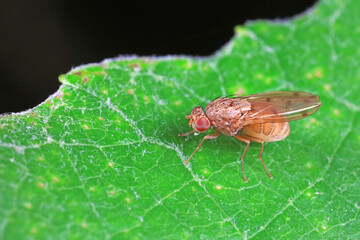 Flies on plants in the nature, North China Plain