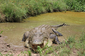 Crocodile in Northern territory Australia