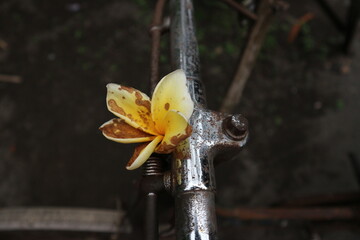 frangipani flowers on an old bicycle