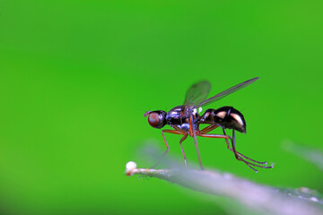 Flies on plants in the nature, North China Plain