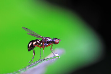 Flies on plants in the nature, North China Plain