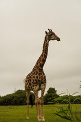 giraffe standing in the savannah