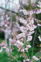 A flowering tree above a natural one. Spring flowers. Spring background. Selective focus