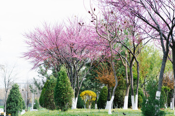 Spring landscape with a tree canadian purple on a Sunny day