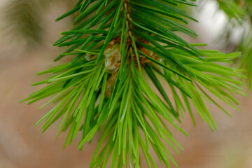 Pine needles 