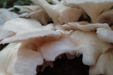 Fototapeta na wymiar Mushrooms 