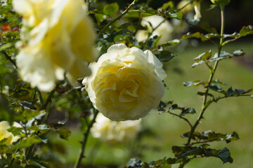 yellow roses in garden
