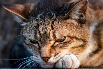 塀の上で門番をする飼い猫