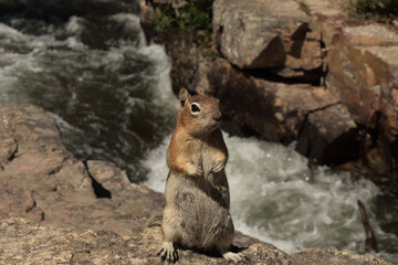 Chipmunk on a rock