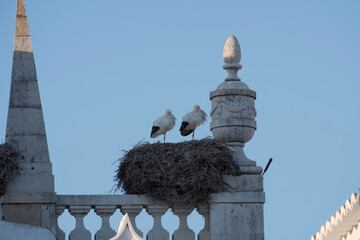 Storks in nest