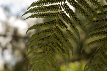 Fern leaf
