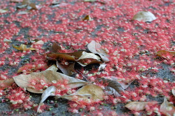 Red flowers and fallen leaves on the ground