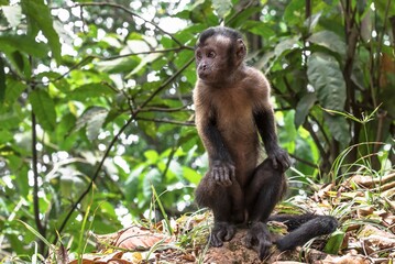Guyane