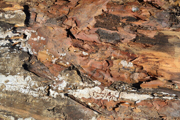 Rough surface texture of a peeled and rotting pine tree trunk