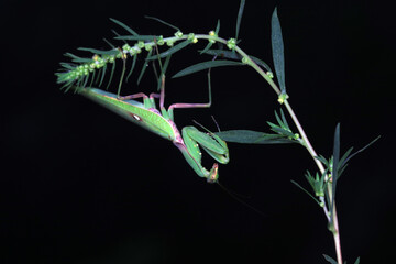 Mantis lives on weeds in the North China Plain