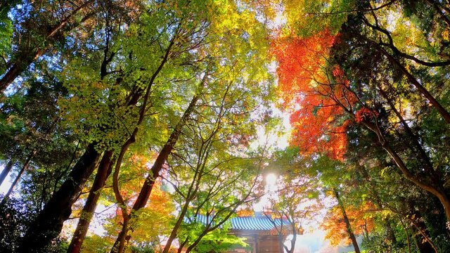 四国第八十二番札所根香寺の紅葉(香川県高松市)