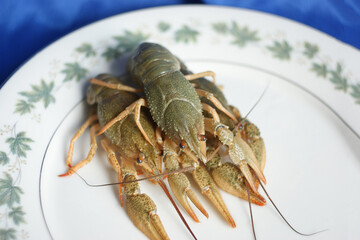live crayfish. green crayfish on a plate