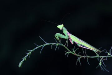 Mantis lives on weeds in the North China Plain