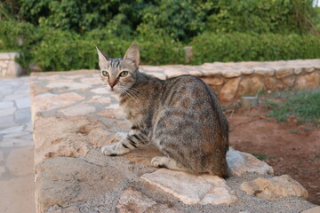 a Cypriot cat sits on the rocks near the Church