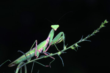 Mantis lives on weeds in the North China Plain