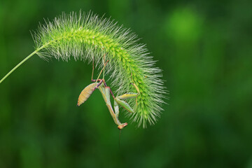 Mantis lives on weeds in the North China Plain