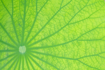 Fototapeta na wymiar Close up Photo of a Lotus Leaf