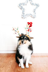 dog with deer horns for new year and Christmas, home decoration for the holiday, puppy