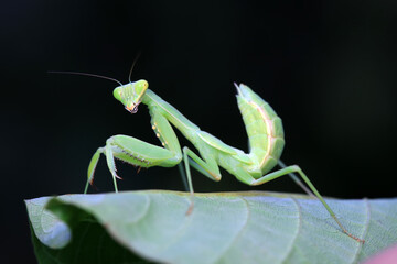 Mantis lives on weeds in the North China Plain