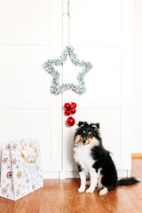 the dog is sitting in the room, a star for the new year and Christmas, home decoration for the holiday, a puppy and a gift bag
