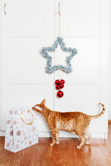 cat sitting in the room, star for the new year and Christmas, home decoration for the holiday, gift bag