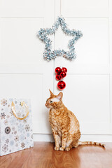cat sitting in the room, star for the new year and Christmas, home decoration for the holiday, gift bag