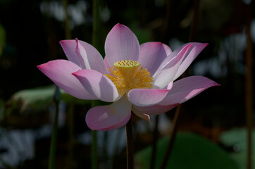 A Beautiful Dimly Llit Pink Lotus Flower