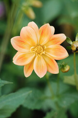 Fototapeta premium Pale orange or cream Dahlia flower in the summer garden