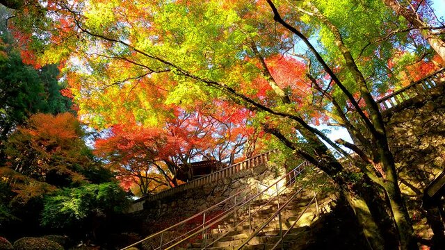 四国第八十二番札所根香寺の紅葉(香川県高松市)